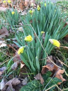 Daffodils