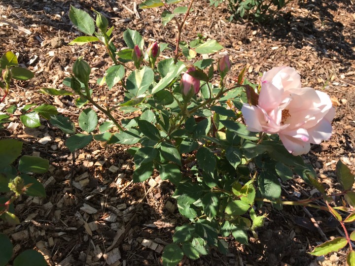 82A1A7E2-E48A-4CE8-8A57-C82929366619