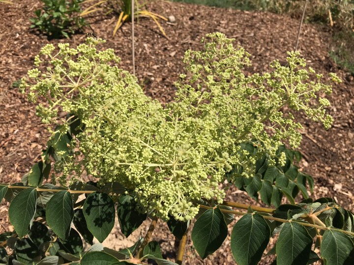 106ADD51-28F1-4AED-9B50-0F82ABAE9D69