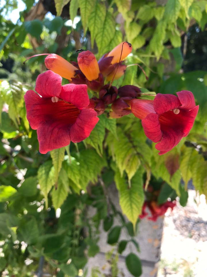 2F39513F-A509-4987-98B2-D7C23B1B2DA7